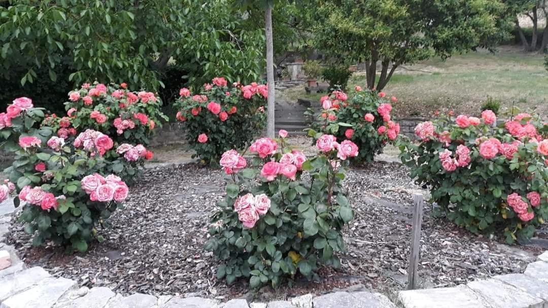 Agriturismo Camera Rosa Тоди Экстерьер фото